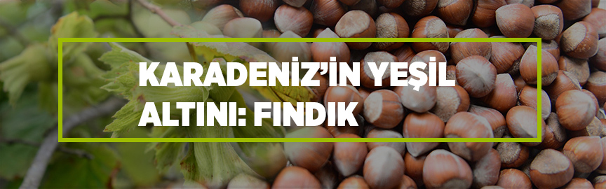 Türkiye, Azerbaycan ve Gürcistan'dan fındık için iş birliği kararı